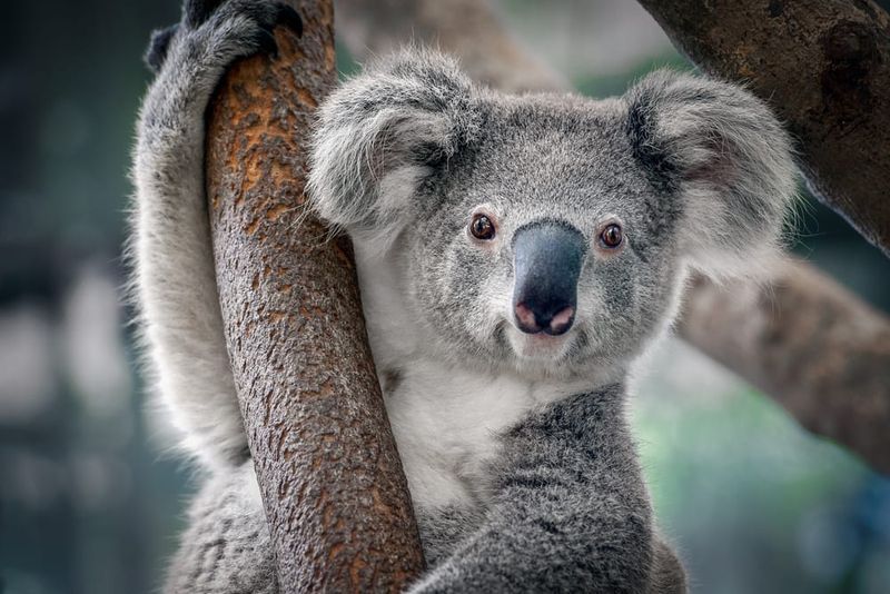 Support Legislation Protecting Koalas