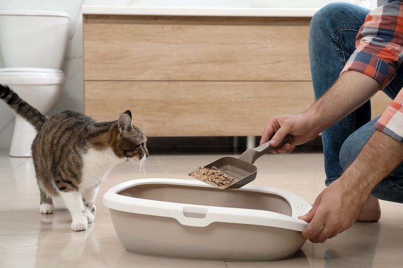 Maintain A Clean Litter Box