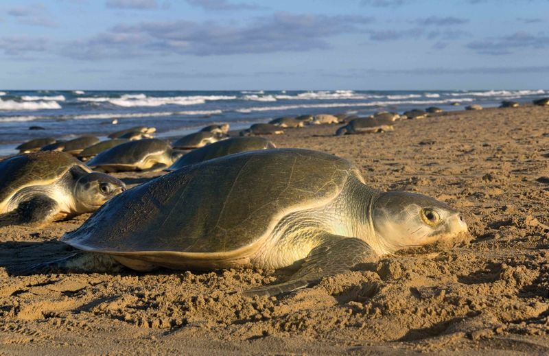 Kemp's Ridley Sea Turtle