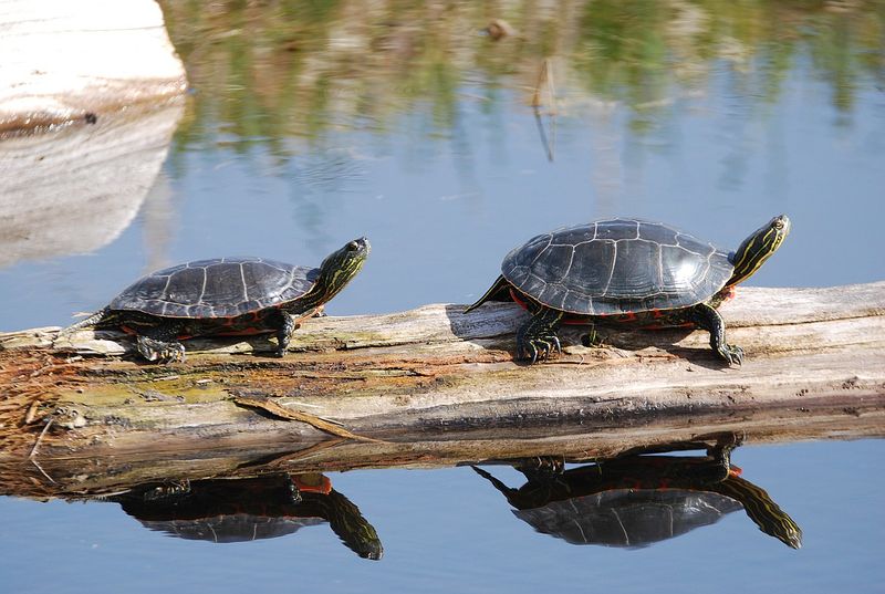 Painted Turtle