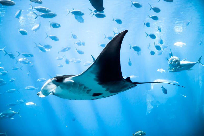 Manta Ray