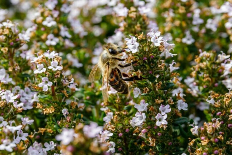 Grow Herbs For Bees