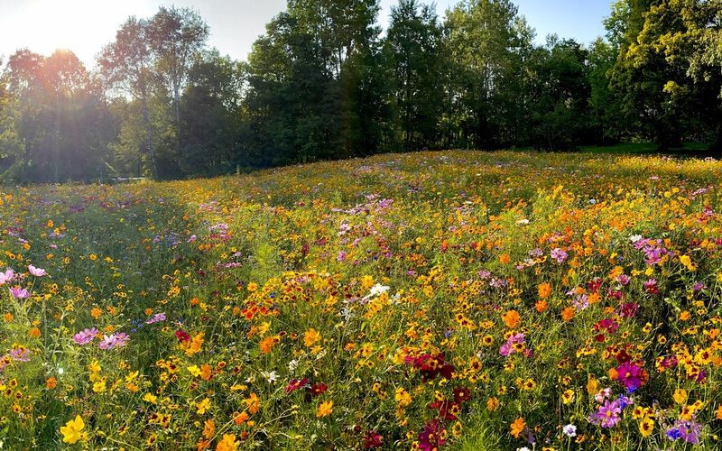 Create A Bee Meadow