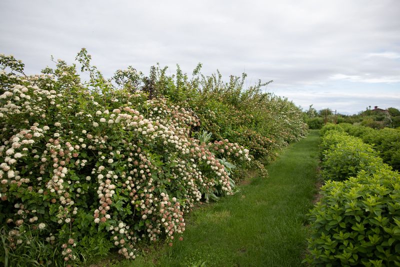Create Windbreaks