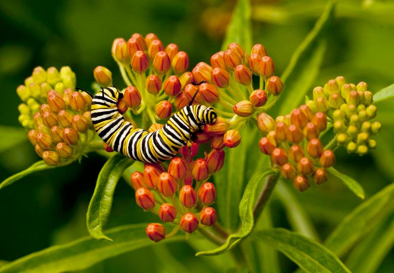 Grow Butterfly Host Plants
