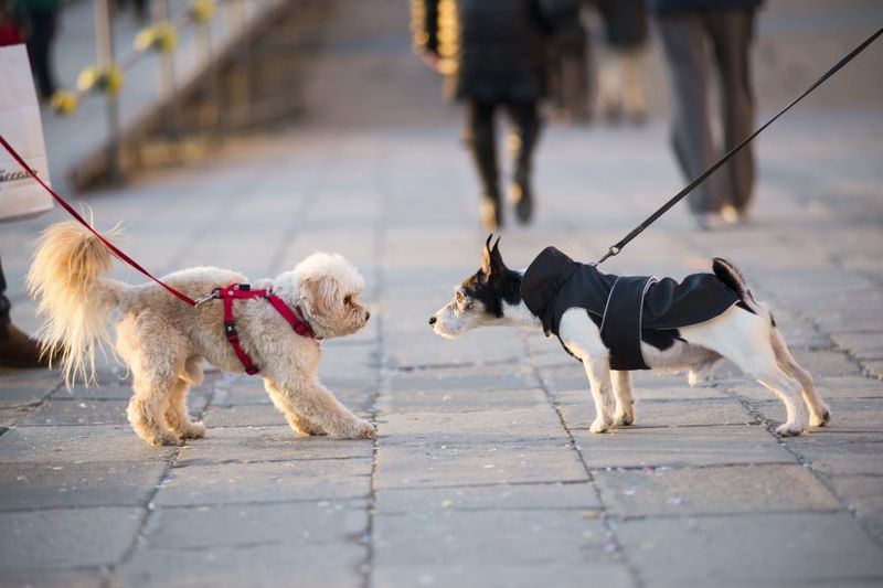 Social Etiquette: Respecting Others' Boundaries