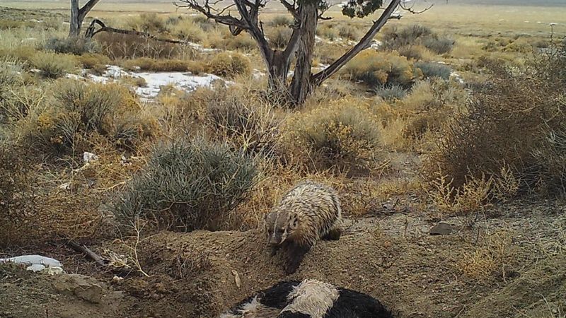 Shallow Graves Attract Predators