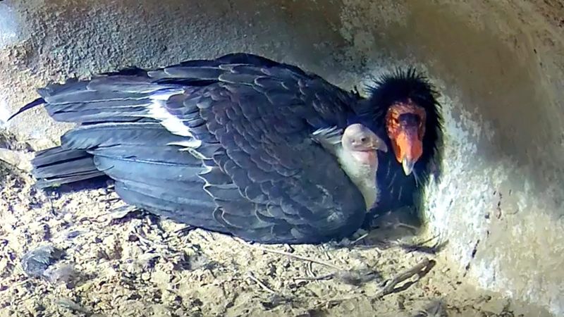 Nest Monitoring