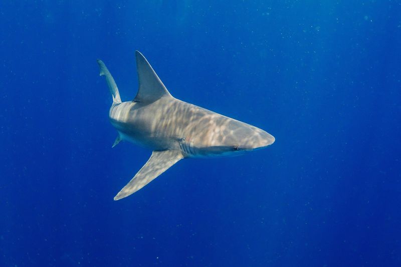 Sandbar Shark