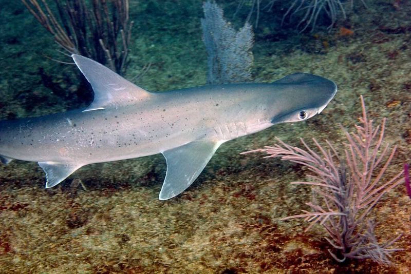Bonnethead Shark
