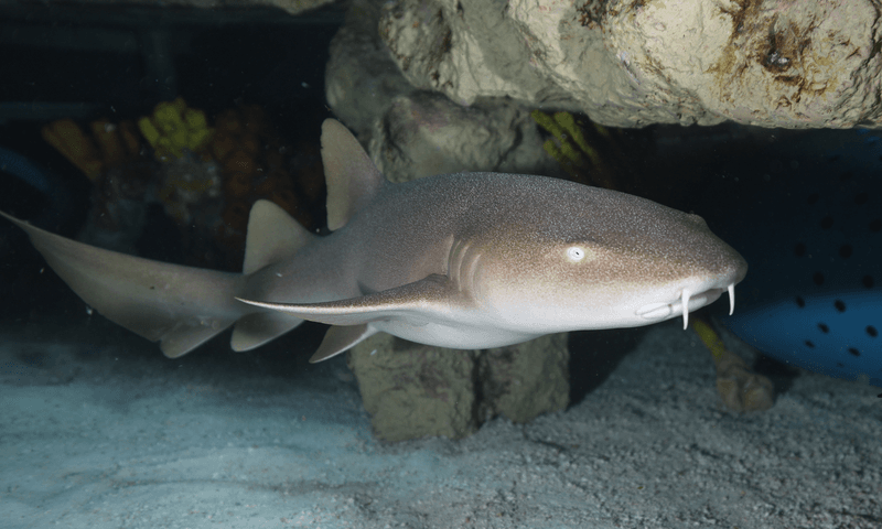 Nurse Sharks: The Gentle Giants