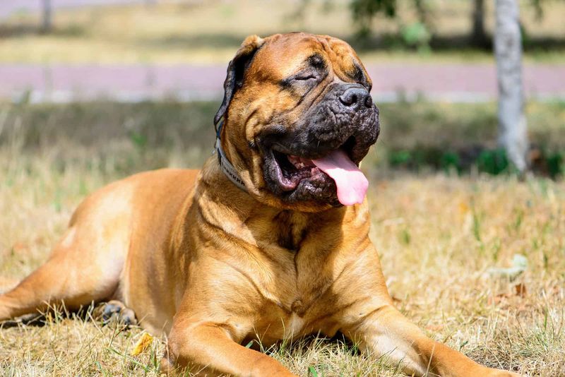 English Mastiff: Ancient Giants With Baby Faces
