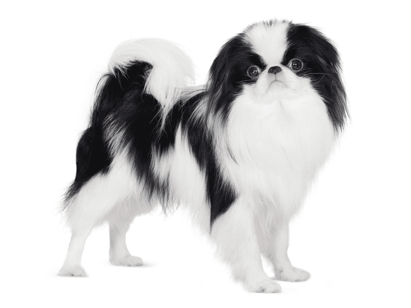 Japanese Chin