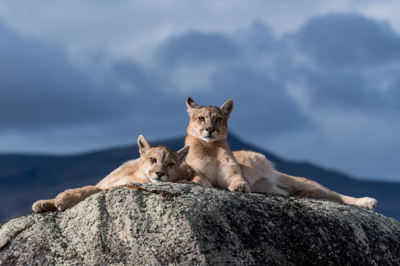 Puma (Mountain Lion)