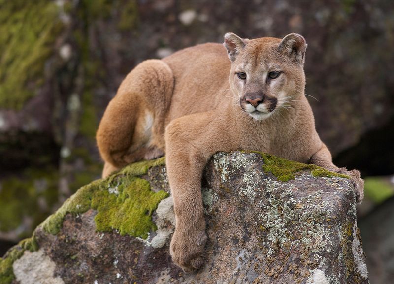 Cougar (Mountain Lion)