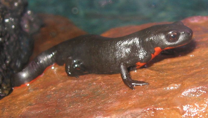 Japanese Fire Belly Newt