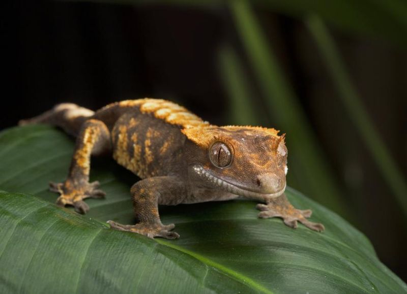 Crested Gecko