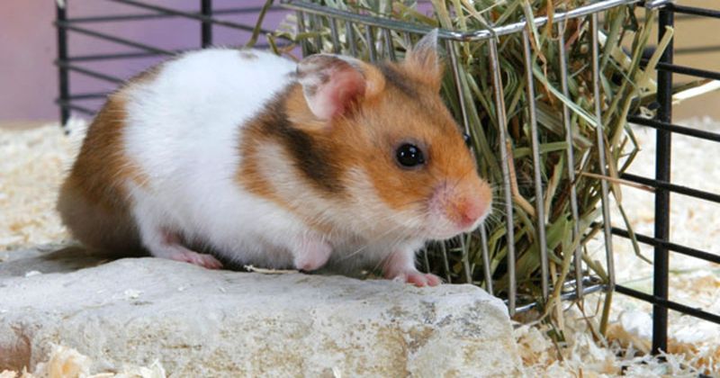 Syrian Hamster: The Nocturnal Ball Of Fluff