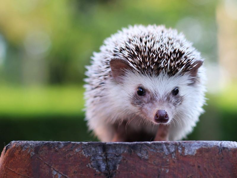Hedgehog