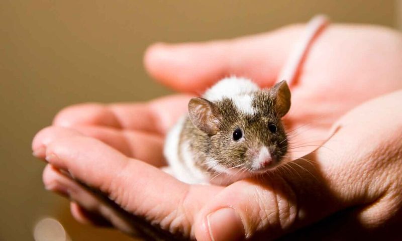 Mice: Tiny But Mighty Companions
