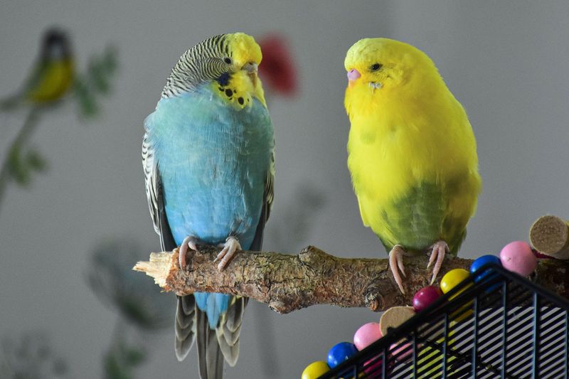 Budgerigars (Budgies)
