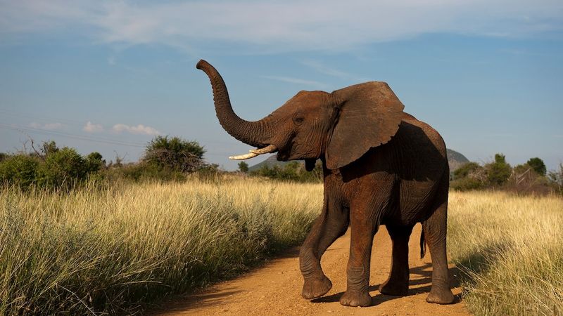Elephant