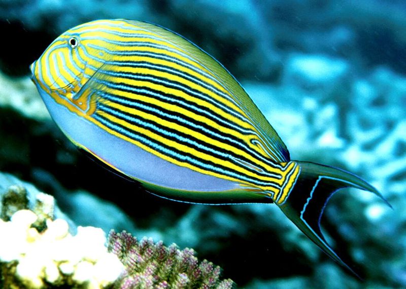 Striped Surgeonfish