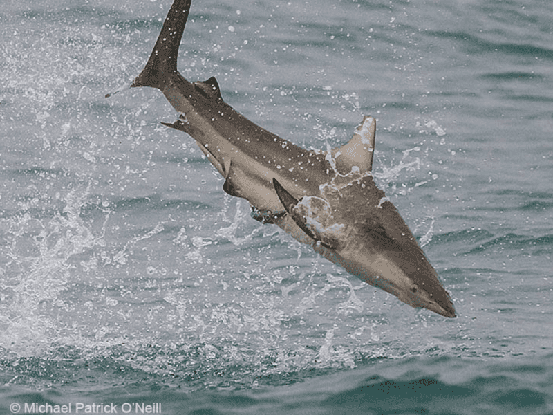 Blacktip Shark
