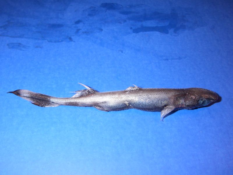 Glowing Lanternsharks