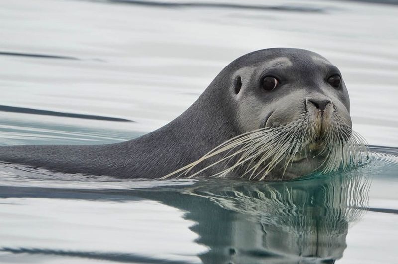 Bearded Arctic Swimmers: Bearded Seals