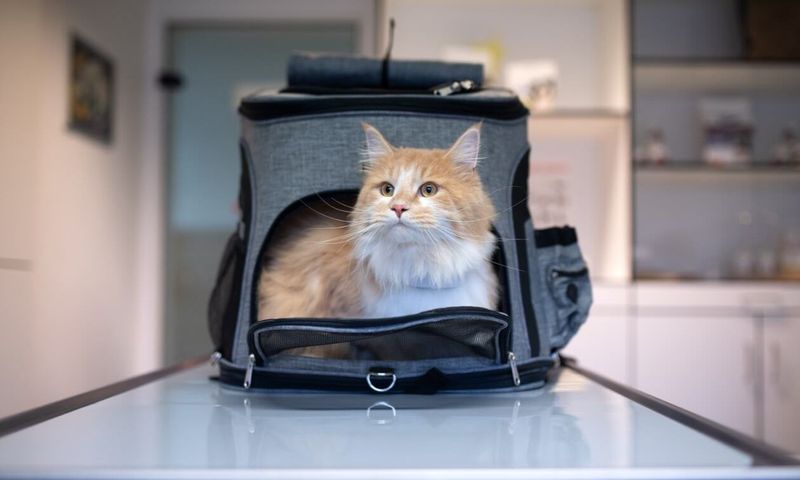 Portable Pals For Life