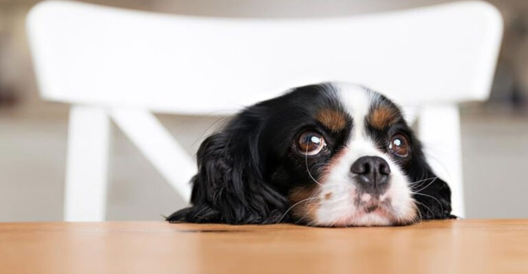 Let Dogs Be Dogs: 17 Habits They Shouldn’t Be Punished For