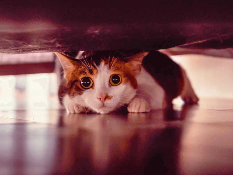 Hiding