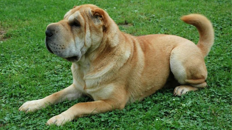 Shar Pei