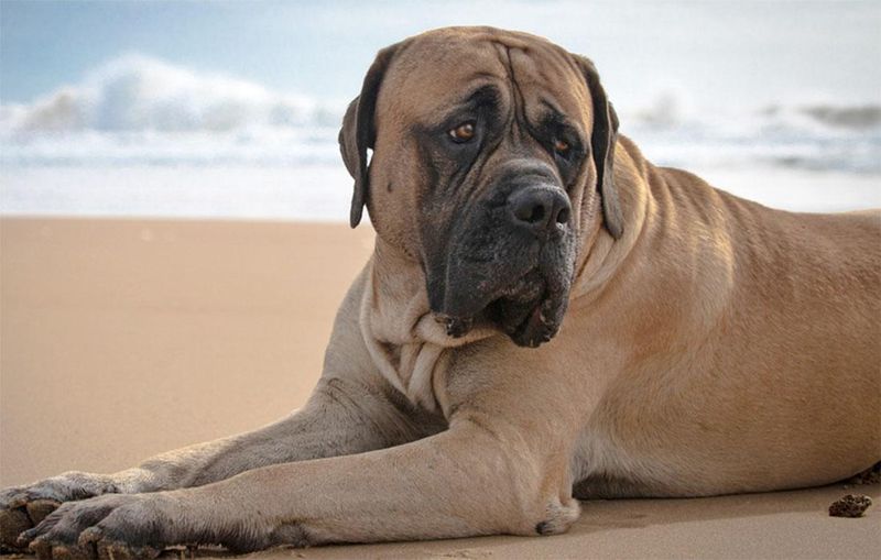 Mastiff