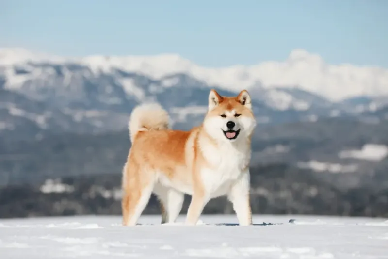 Akita Inu