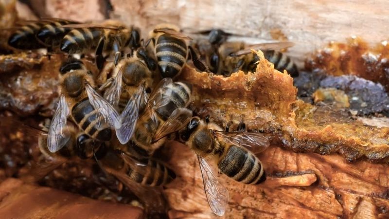Propolis: Bee Antibiotics
