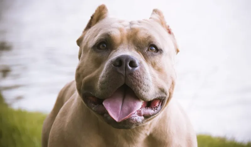 Choosing Your Bully: Lifestyle Compatibility