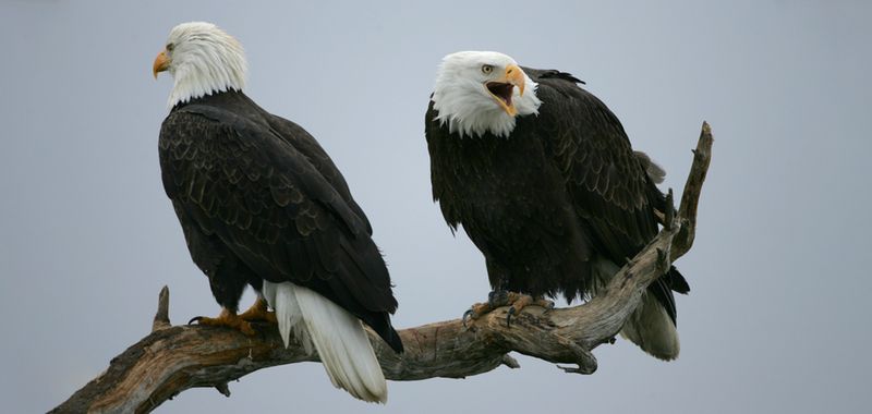 Territorial Tenacity