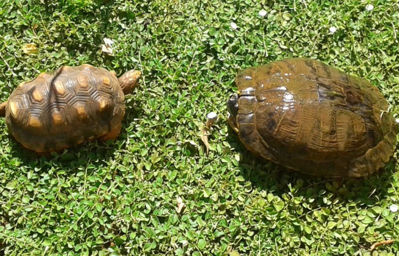 Size And Weight