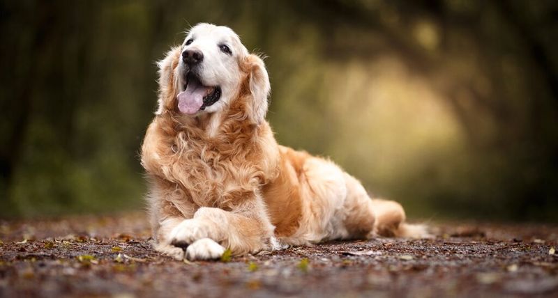 Soft Ears And Relaxed Mouth