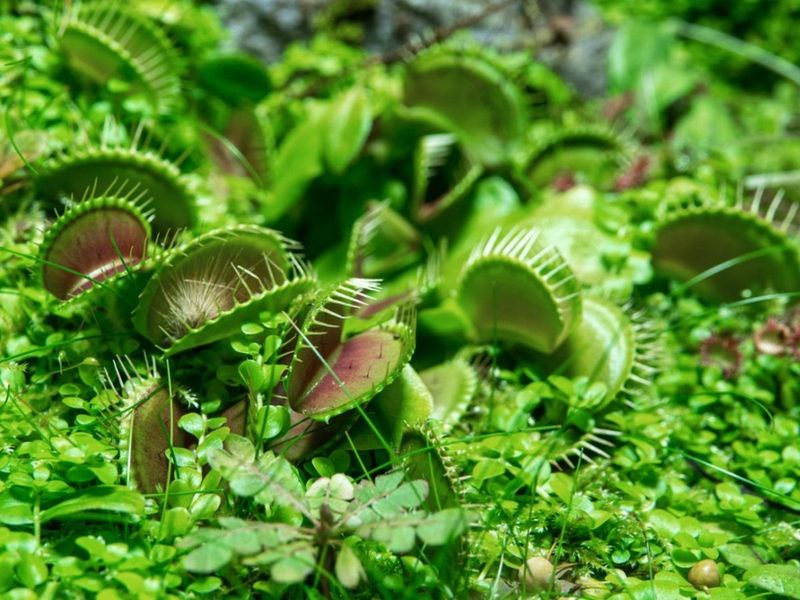 Grow Carnivorous Plants
