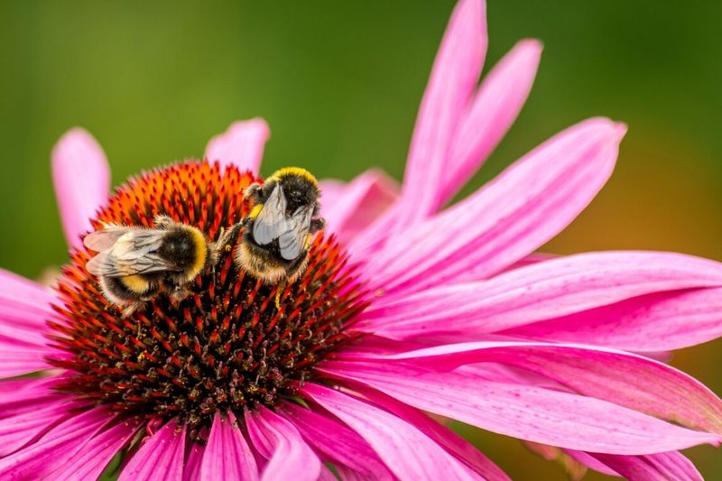 Plant Native Flowers In Your Garden