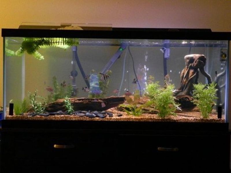 Tank Cycling