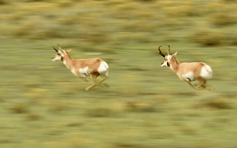Second-Fastest Land Mammal
