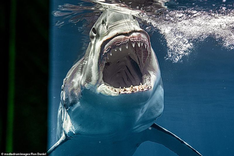 Toothy Terrors