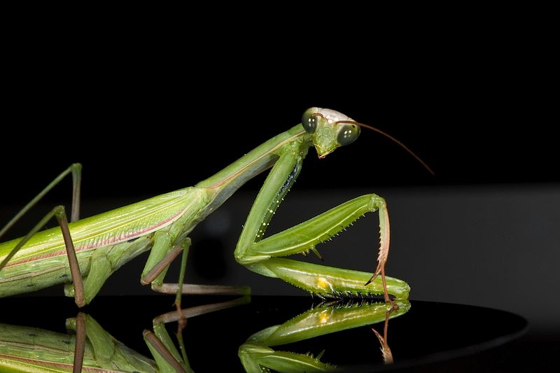 360-Degree Alien-Like Head Rotation