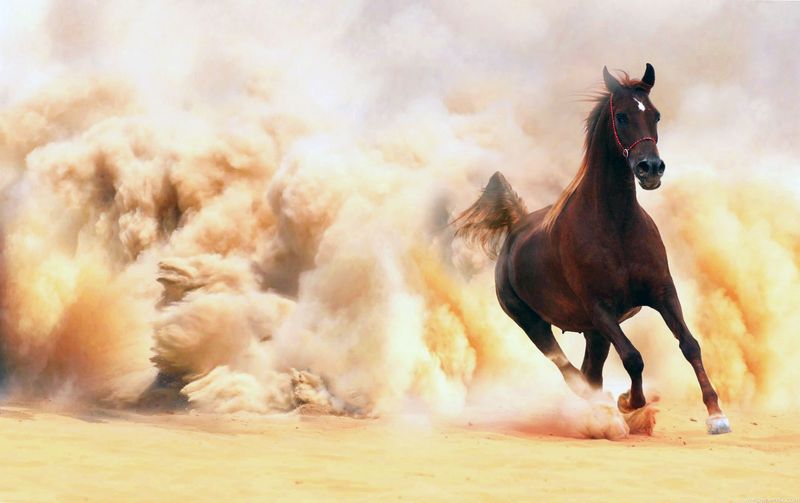 Desert-Bred Arabian Speedsters
