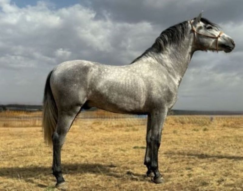 The Mighty Andalusian: Royal Yet Demanding