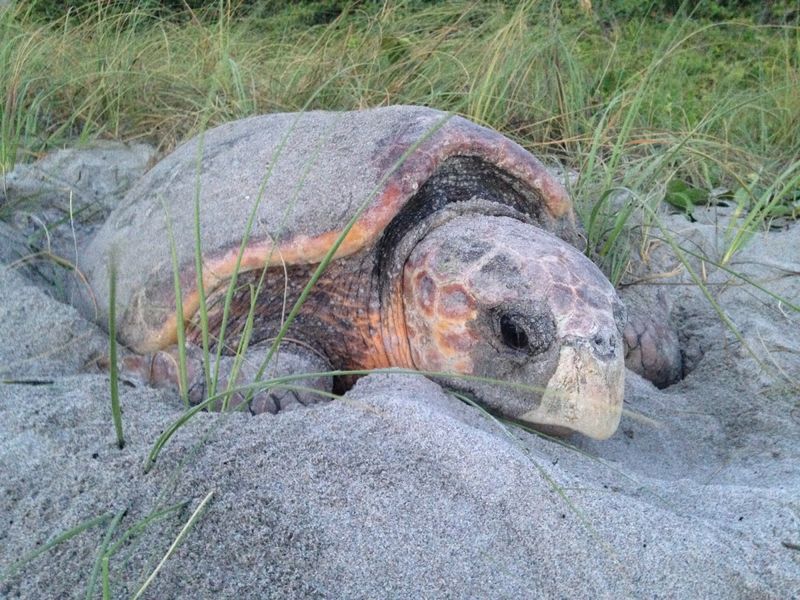 Report Turtle Sightings